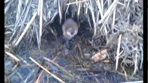 Muskrat Trapping Part 4