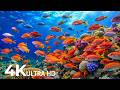 The Best 4K Aquarium - Explore the Underwater World and Beautiful Coral Reef Fish for Deep Sleep #85