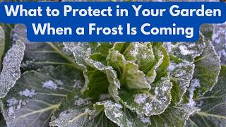 What to Protect in Your Garden When a Frost Is Coming
