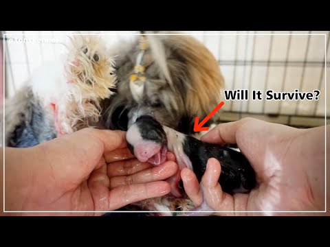 Video: Childbirth In Small Dog Breeds: How To Help Your Dog