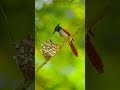 Asian paradise flycatcher #shortvideo #wildlife #birds #parrot #youtubeshorts