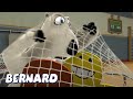 Bernard Bear | Handball AND MORE | Cartoons for Children | Full Episodes