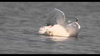 Argentatus Herring Gull in October