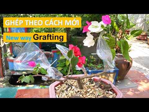 Video Ghép Hoa Giấy Nhiều Màu Theo Cách Mới | Grafting... - youtube