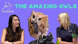The Amazing Owls | Ep 1 | Feeding Frenzy (Owl Eats Mouse!)