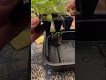 #232 - Easier Geraniums: A Quick Guide #shorts