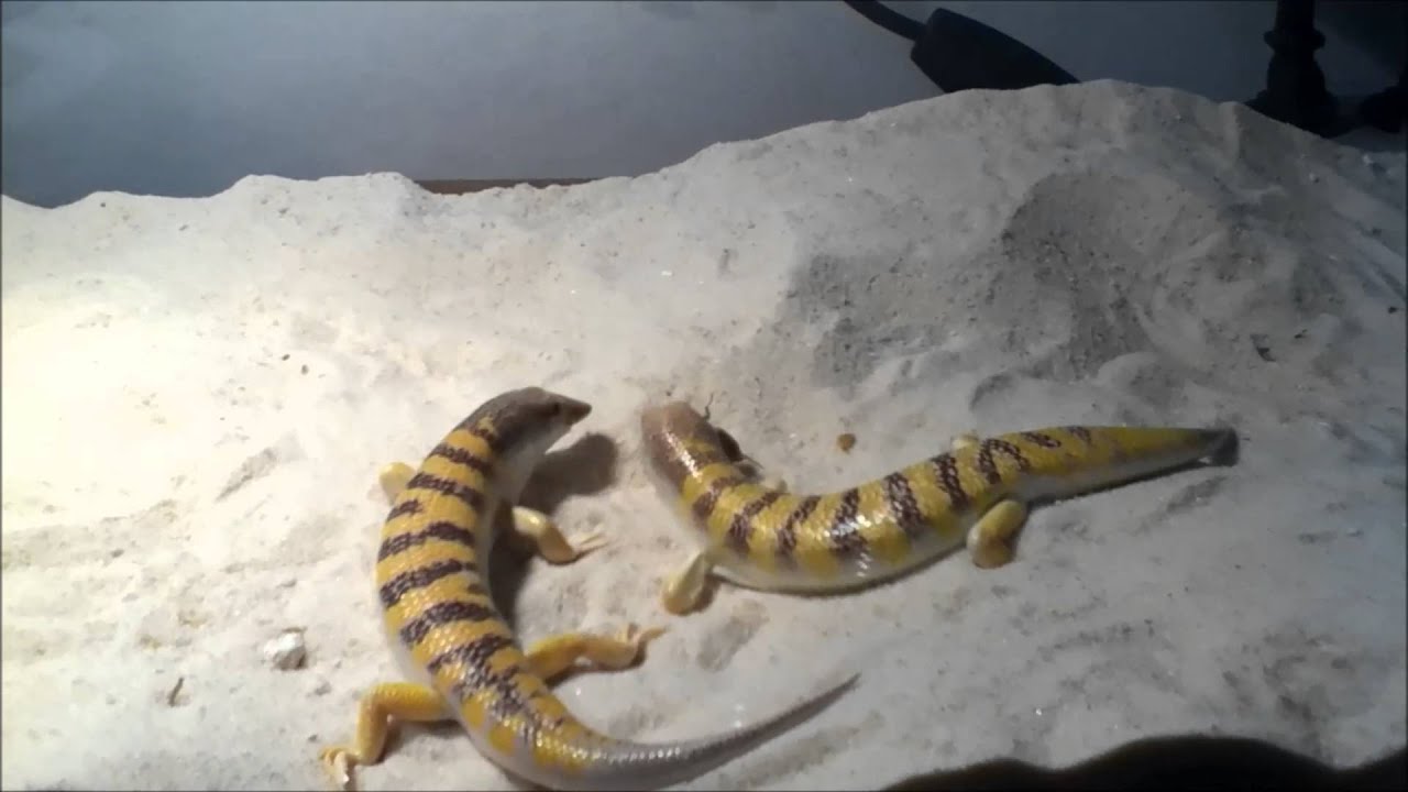 sandfish feeding live - YouTube