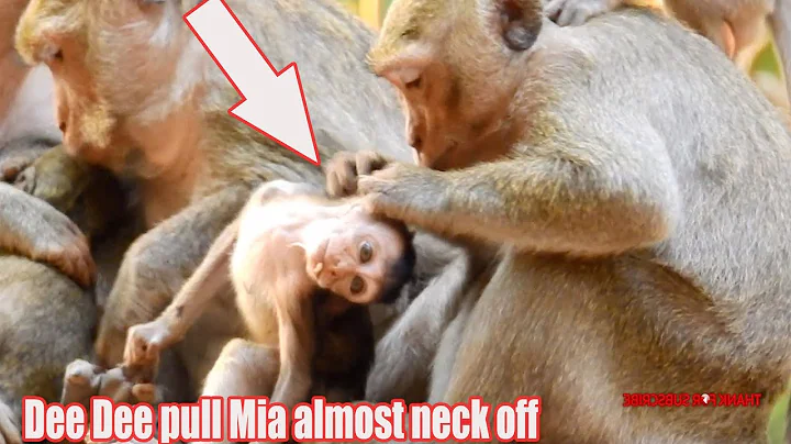 Oh poor Mia ! Merria not care Dee Dee fool her baby, Dee Dee pull Mia's  neck  almost off.