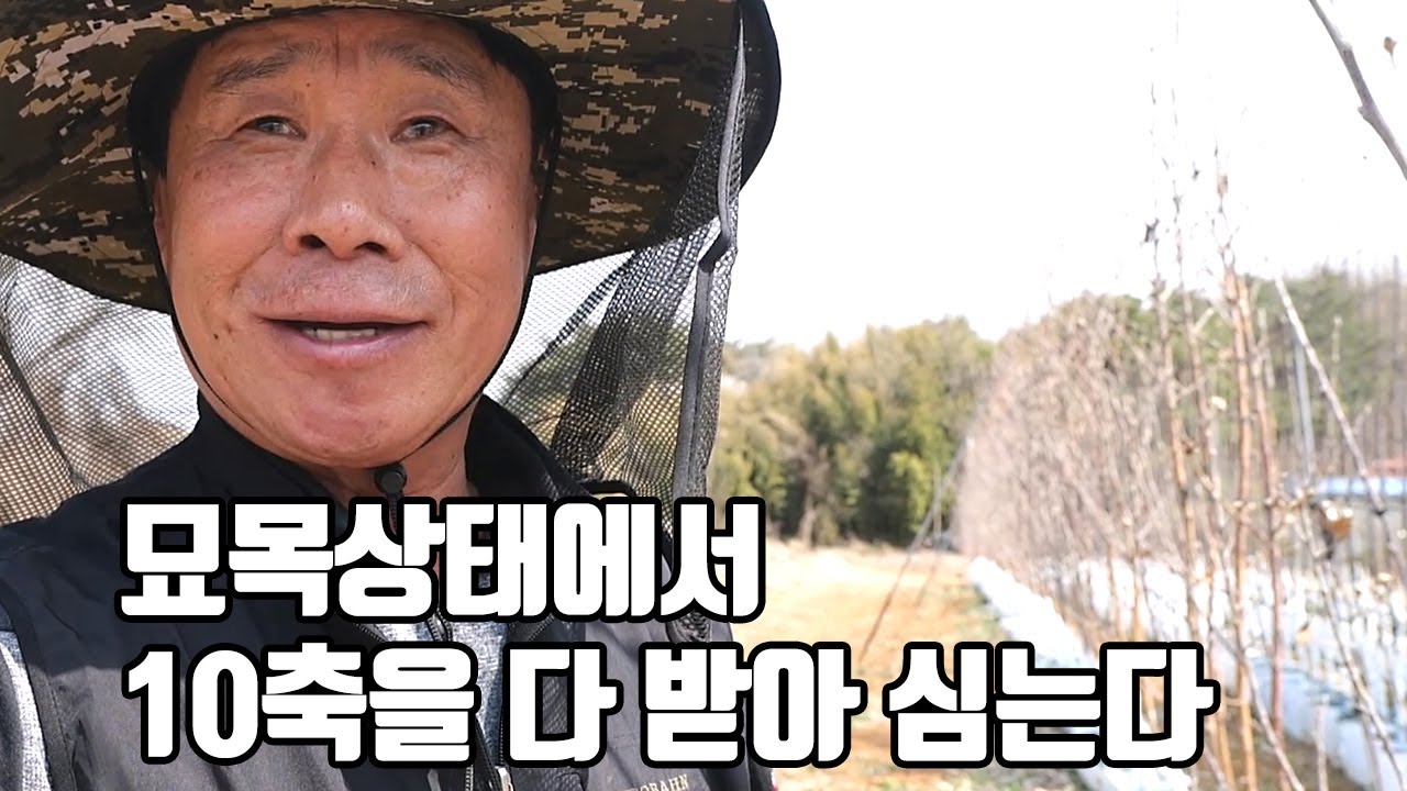 묘목 심고 나서 축을 받는 것보다 훨씬 쉽다