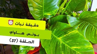 دقيقة نبات |٣٧| طرق العناية بنبات بوتس هاواي Pothos Hawaiian | care tips