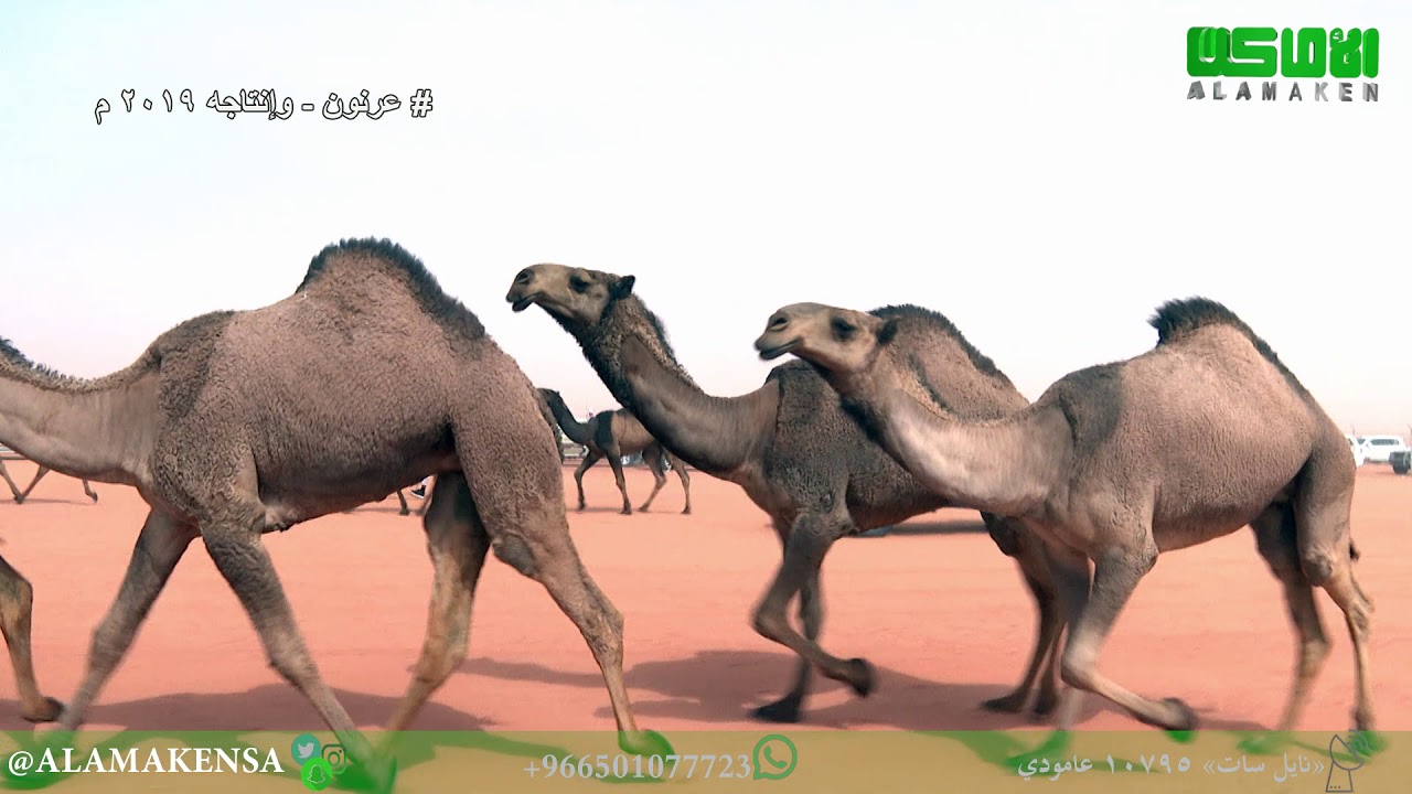 مسيرة / قعيد بن مرزوق الشلاحي المطيري ( عرنون و إنتاجه )