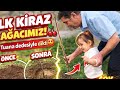 Minik Tuana’dan Büyük İş! Kiraz Ağacı Diktik 😍🍒