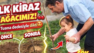 Minik Tuana’dan Büyük İş! Kiraz Ağacı Diktik 😍🍒