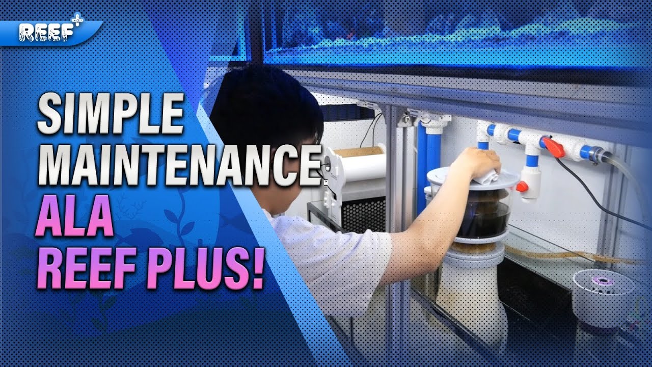Photo inspiration: Fresh Look at Aquarium Laut Untuk Pemula Simple Maintenance Ala Reef Plus