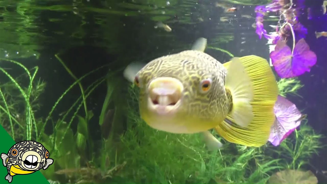 freshwater giant puffer