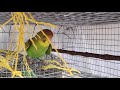 cute lovebirds,🤩🤩🤩🤩🤩🤩🤩🐦🐦🐦🐦