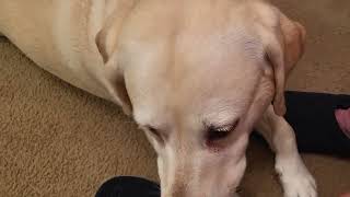 Pippi Likes REVIEW: Bark And Spark Melatonin Dog Chews ... For Relaxing
