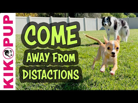 Video: The Recall-lær din hund at komme, når du ringer