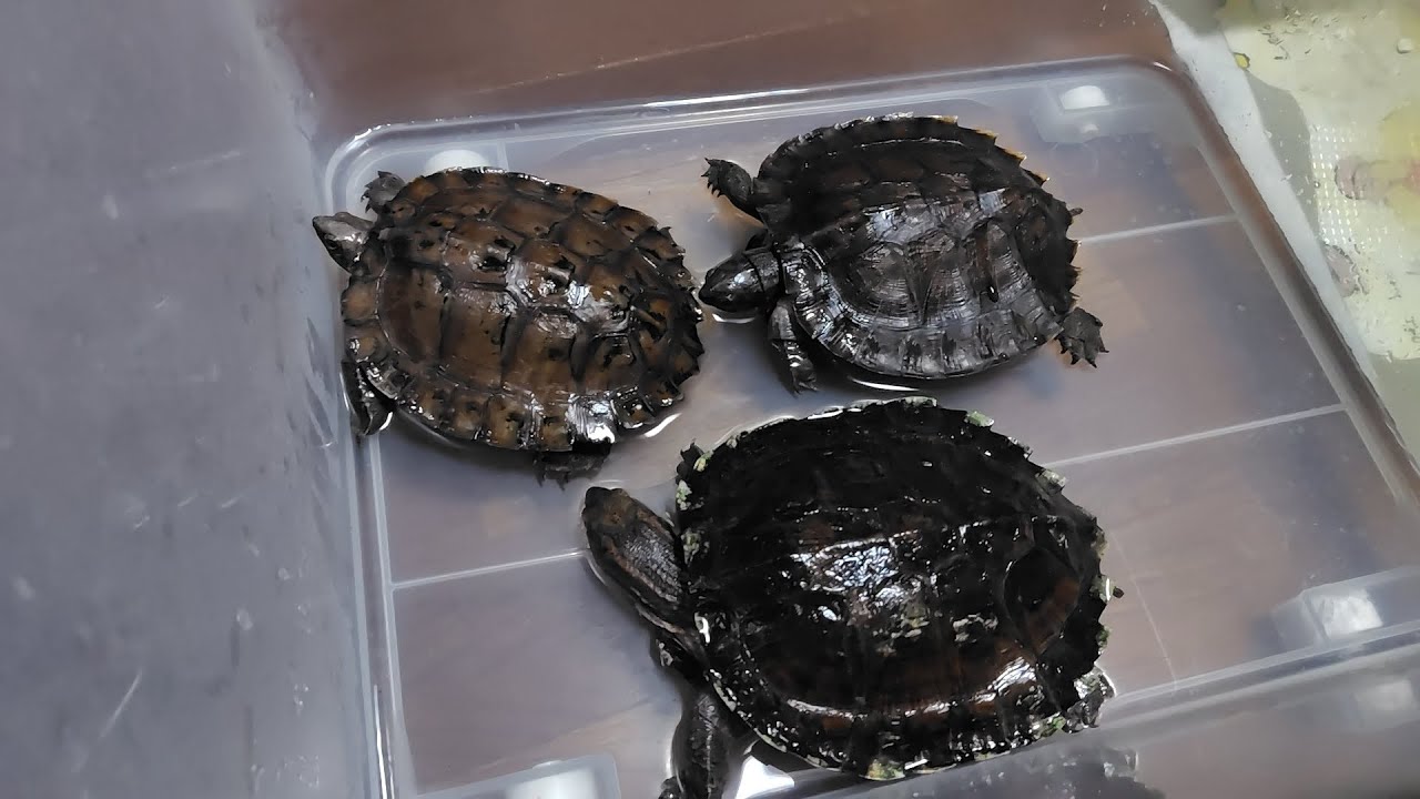 2026.1.25.ノコヘリマルガメの見比べ、雌雄判別