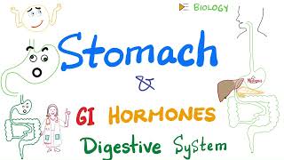 Digestion in the Stomach, GI hormones  Gastric Motility and Secretion  Gastroenterology