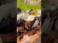 🥰kon disha me leke chala re...  #nature#travel#animals#love#oldsong#beautiful#explore
