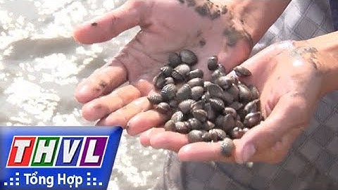 THVL | Người đưa tin 24G: Xuất hiện nạn trộm sò huyết giống khiến người nuôi ở Cà Mau thiệt hại nặng