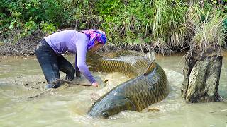 Fish harvesting: Single mom Harvested giant carp to sell with two small children News