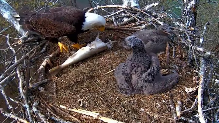 Ep#153 #baldeagle | Review mother bird brings food to feed her chicks | bird nest with nature life