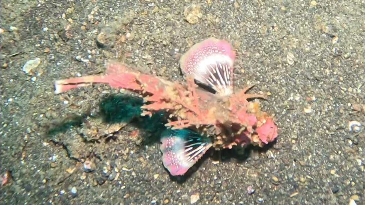 Best muck scuba diving in the world in Lembeh Strait, Indonesia, winter 2025