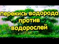 Перекись водорода против водорослей в аквариуме. Дозировки.