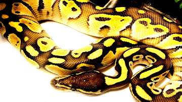BUTTER BALL PYTHON - New Add
