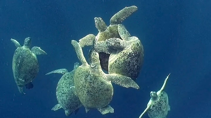 Discover the World of Mesmerizing Sea Turtles