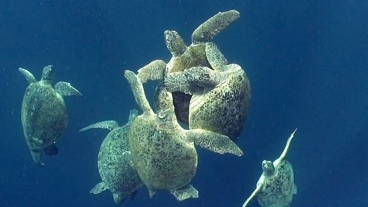 Os 11 Melhores Lugares para Nadar e Mergulhar com Tartarugas Marinhas