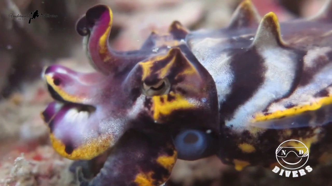 Sotong Katak Yang Berwarna Warni Flamboyant Cuttlefish