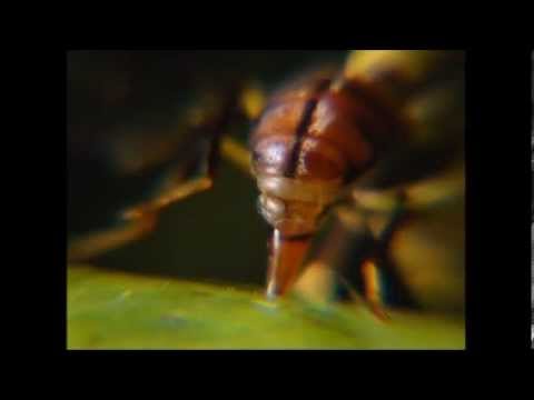 Video: Lalat Buah Mediterania Yang Hidup