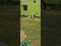 SSM CRICKET ACADEMY MANKAPUR #varalshorts #cricketlover #viratkohlishatak #vairal