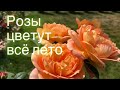 РОЗЫ С НЕПРЕРЫВНЫМ ЦВЕТЕНИЕМ 💯‼️ Розы которые не сдаются ❤️‍🩹