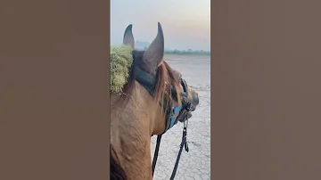 صهيل الخيل 