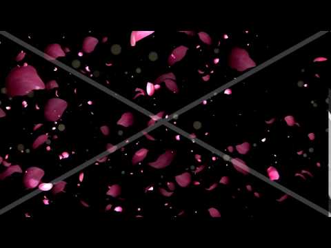 rose petals transition