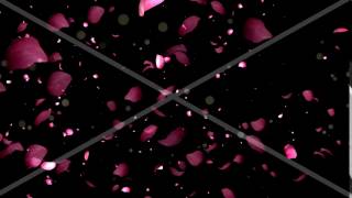 Rose Petals Transition