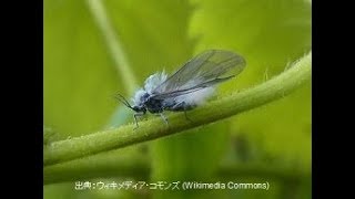 Yukimushi - Learn Japanese Online - Japonin Teachers blog