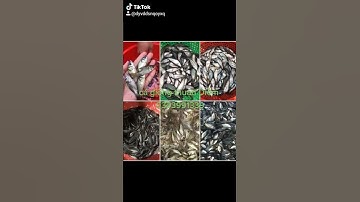 cá giống các loại nguồn kinh tế dành cho nhân dân các loại cá giống nước ngọt