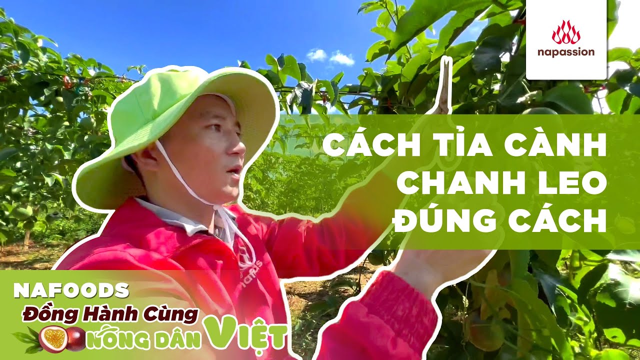 [Kỹ thuật nông nghiệp]: Cách tỉa cành chanh leo đúng cách