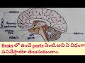 How Human Brain Works ||  Human Brain Structure and Function || Parts Of Human brain