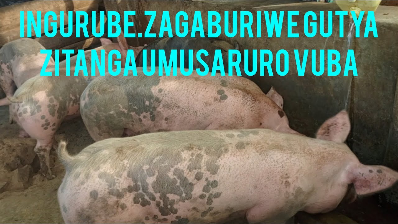 PART3: TWIGE KWIVANGIRA IBIRYO BY' INGURUBE BYA FINISHER