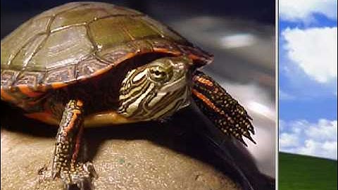 Create a slideshow with IrfanView