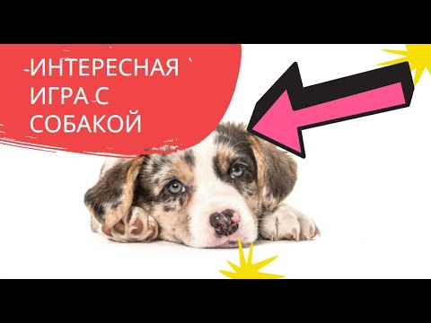 Игра с собакой - включение в работу - игра с едой