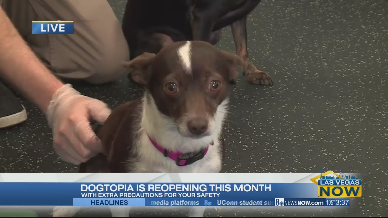 dogtopia cameras