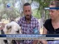 #İSTABUL'DAN KAÇIP #İZMİR'DE KÖPEK ÇİFTLİĞİ KURDULAR. #PAMUKKALETV
