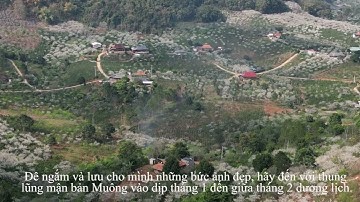 Hoa mận trắng rừng Sơn La